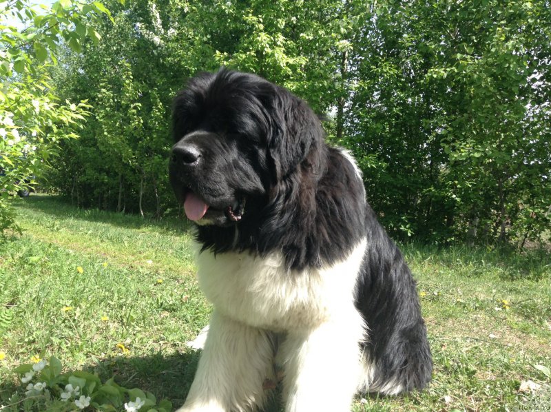 Фото: ньюфаундленд Аквиан Сонг Кроун Роял