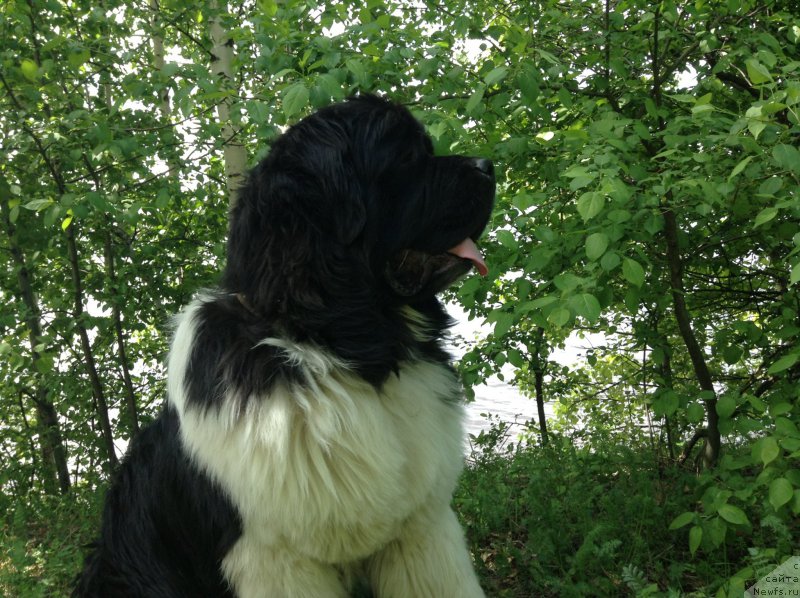 Фото: ньюфаундленд Аквиан Сонг Кроун Роял