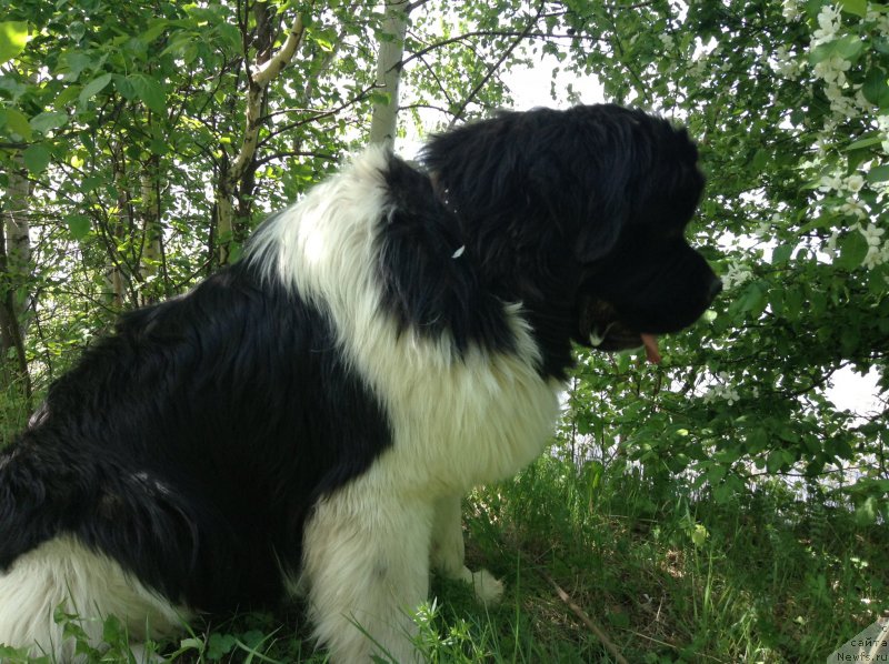 Фото: ньюфаундленд Аквиан Сонг Кроун Роял