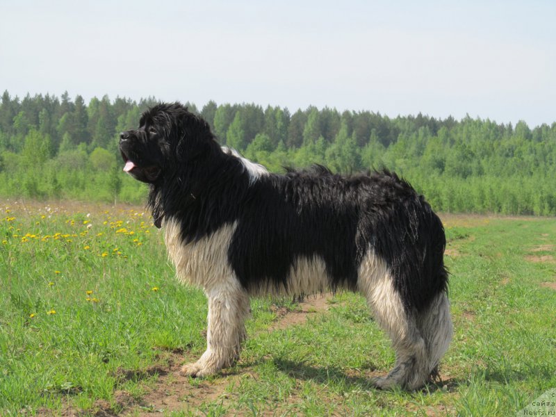 Фото: ньюфаундленд Аквиан Сонг Кроун Роял