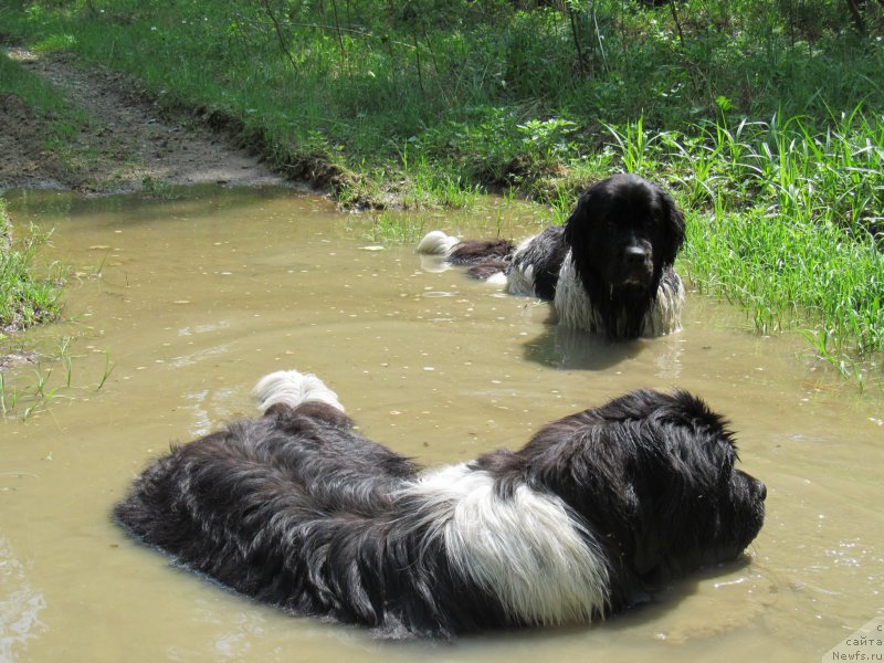 Фото: ньюфаундленд Аквиан Сонг Кроун Роял