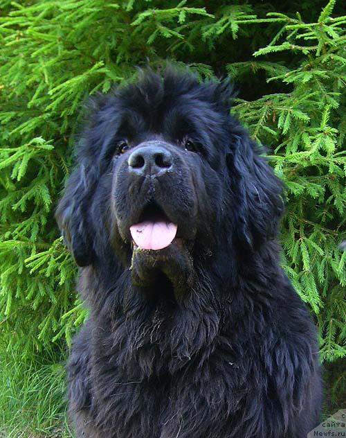 Фото: ньюфаундленд Супер Бизон Анталия