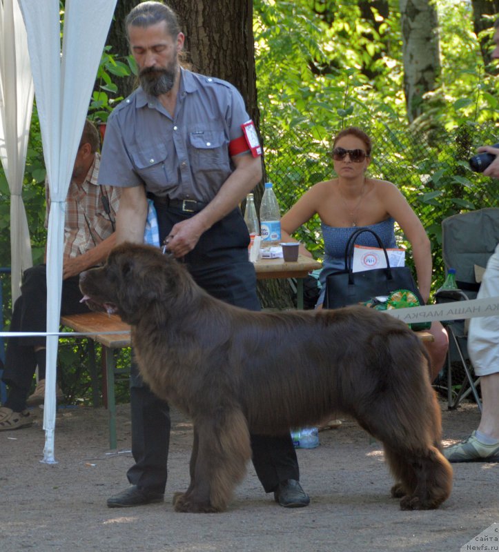 Фото: ньюфаундленд I Follow The Sun de L'Etoile de Cyrice