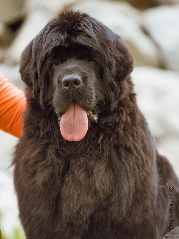Фото: ньюфаундленд Ньюфорт Шампань для Злато Волмари
