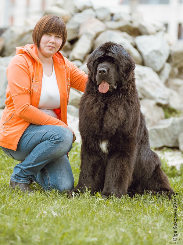 Фото: Марина Горошенко, ньюфаундленд Ньюфорт Шампань для Злато Волмари