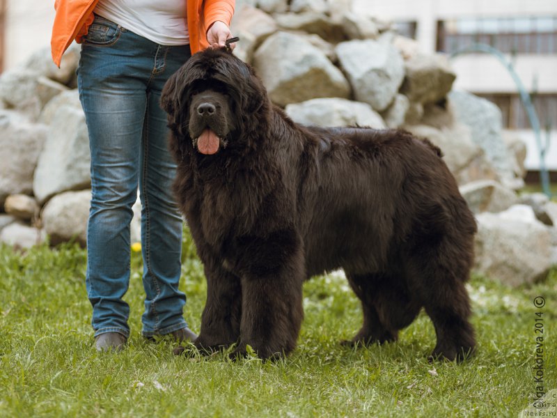Фото: ньюфаундленд Ньюфорт Шампань для Злато Волмари
