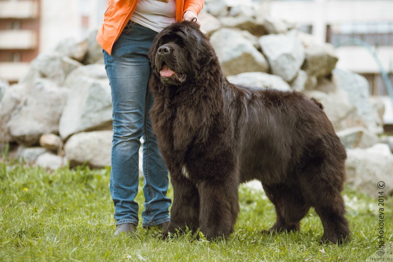 Фото: ньюфаундленд Ньюфорт Шампань для Злато Волмари