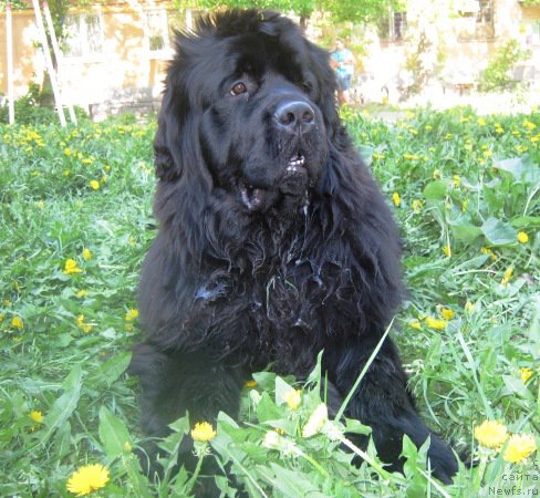 Фото: ньюфаундленд Вин Дизель для Ньюфорт