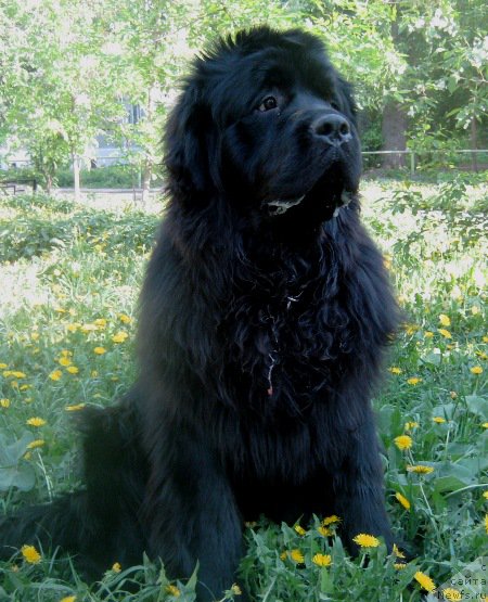 Фото: ньюфаундленд Вин Дизель для Ньюфорт