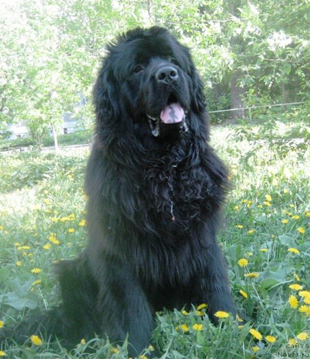 Фото: ньюфаундленд Вин Дизель для Ньюфорт