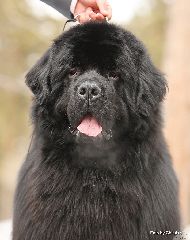 Фото: ньюфаундленд Midnight Lady's Morning Glory