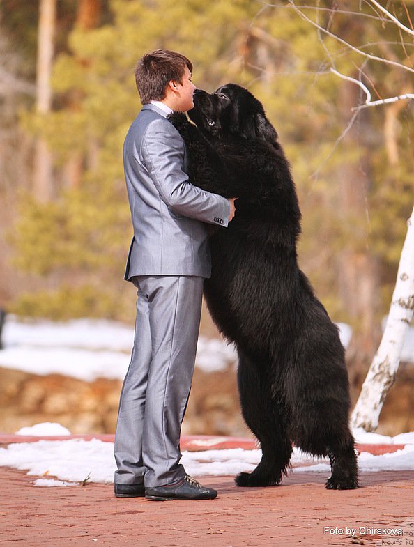 Фото: Владимир Игнатенко, ньюфаундленд Midnight Lady's Morning Glory