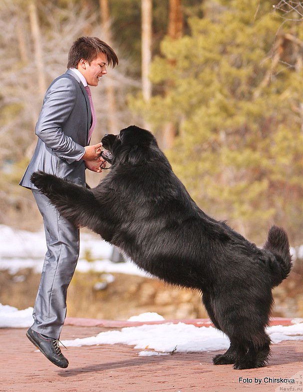 Фото: Владимир Игнатенко, ньюфаундленд Midnight Lady's Morning Glory