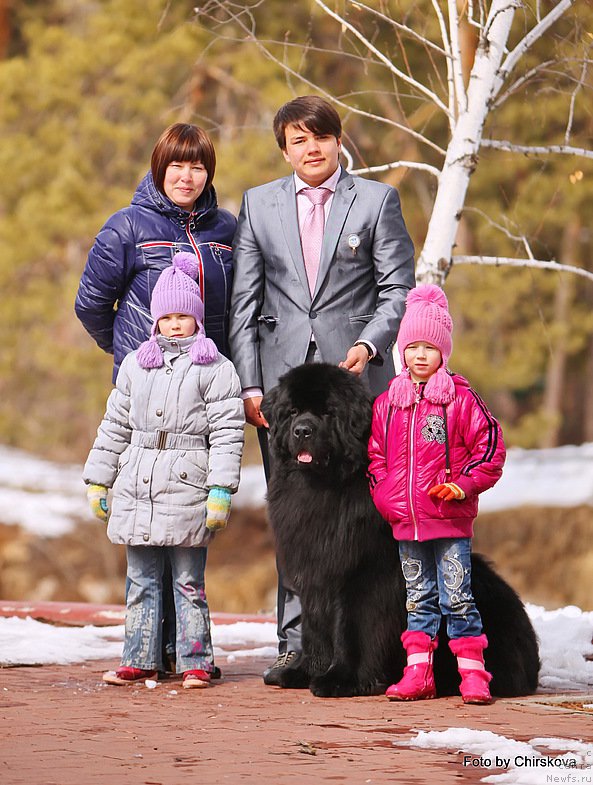 Фото: Марина Горошенко, Владимир Игнатенко, ньюфаундленд Midnight Lady's Morning Glory