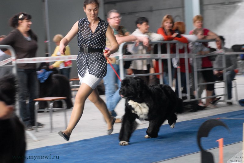 Фото: ньюфаундленд Икона Стиля