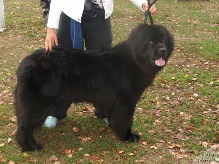 Фото: ньюфаундленд Плюшевая Панда Банана Супер