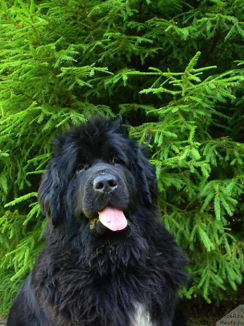Фото: ньюфаундленд Супер Бизон Анталия
