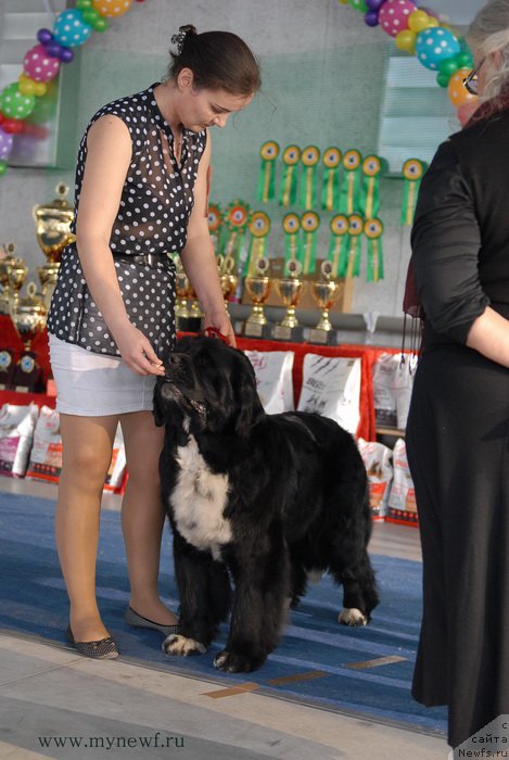 Фото: ньюфаундленд Икона Стиля