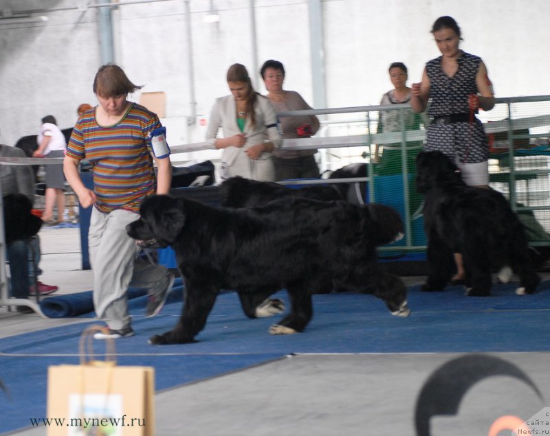 Фото: ньюфаундленд Супер Бизон Индия