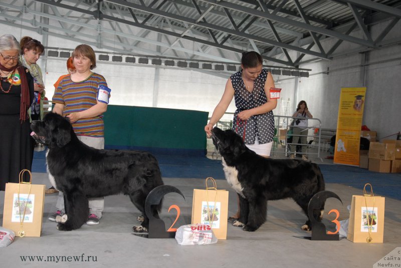 Фото: ньюфаундленд Супер Бизон Индия, ньюфаундленд Икона Стиля