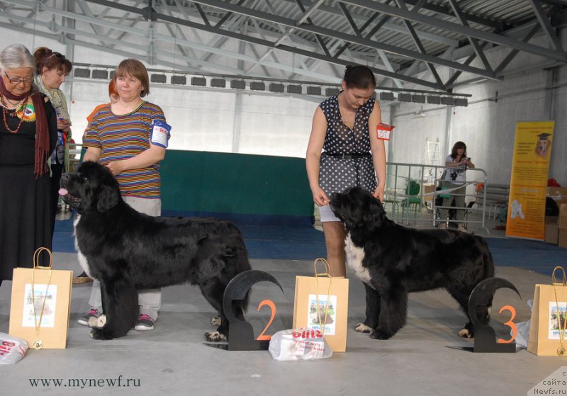 Фото: ньюфаундленд Супер Бизон Индия, ньюфаундленд Икона Стиля
