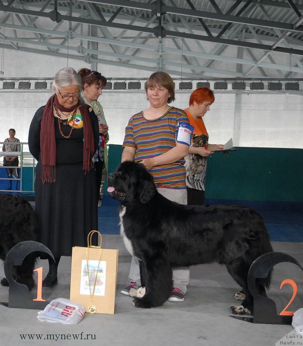 Фото: ньюфаундленд Супер Бизон Индия