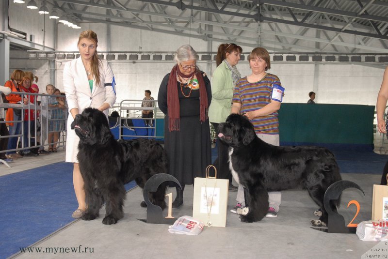 Фото: ньюфаундленд Супер Бизон Индия, ньюфаундленд Акватория Келвин Фиона (Aquatoriya Kelvin Fiona)