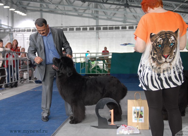 Фото: ньюфаундленд Звездный Дар Афродита (Zvezdnij Dar Afrodita)
