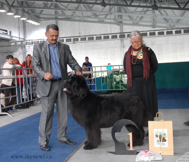Фото: ньюфаундленд Звездный Дар Афродита (Zvezdnij Dar Afrodita)
