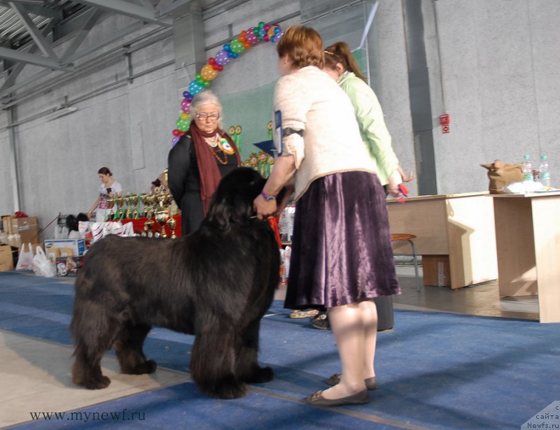 Фото: ньюфаундленд Акватория Келвин Инспирит Лайф (Aquatoriya Kelvin Inspirit Life)