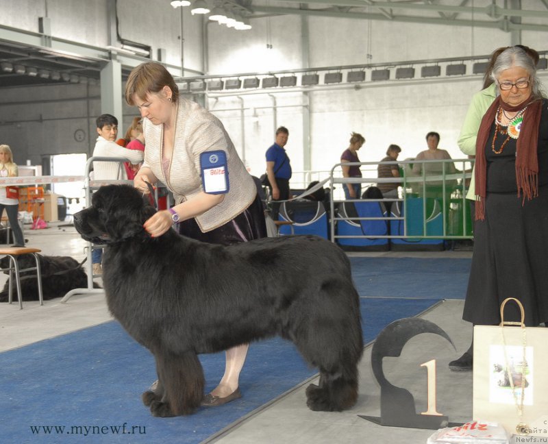 Фото: ньюфаундленд Акватория Келвин Инспирит Лайф (Aquatoriya Kelvin Inspirit Life)