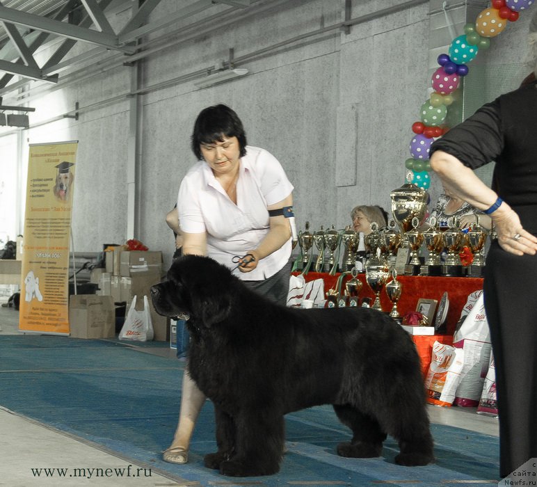 Фото: ньюфаундленд Жолли Вандерфулл из Медвежьего Яра (Zholli Wonderfull iz Medvejyego Yara)