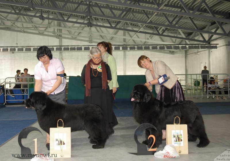 Фото: ньюфаундленд Жолли Вандерфулл из Медвежьего Яра (Zholli Wonderfull iz Medvejyego Yara), ньюфаундленд Акватория Келвин Урса Хай Спирит (Aquatoria Kelvin Ursa High Spirit)