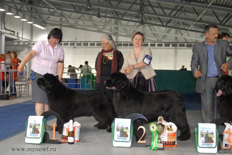 Фото: ньюфаундленд Жолли Вандерфулл из Медвежьего Яра (Zholli Wonderfull iz Medvejyego Yara), ньюфаундленд Акватория Келвин Инспирит Лайф (Aquatoriya Kelvin Inspirit Life)