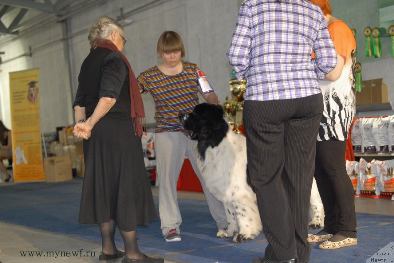 Фото: ньюфаундленд Блэк Диамонд Агидель от Потапа Триумф (Black Diamond Agidel ot Potapa Triumf)