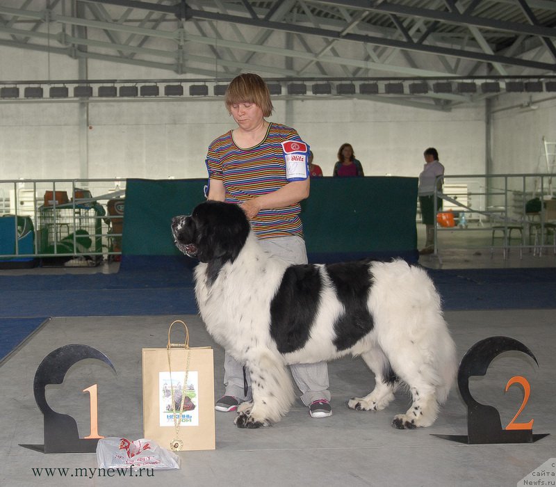 Фото: ньюфаундленд Блэк Диамонд Агидель от Потапа Триумф (Black Diamond Agidel ot Potapa Triumf)