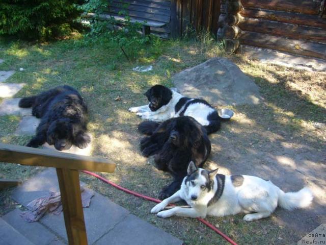 Фото: ньюфаундленд Fiamettahauz Vinland Princess (Фиаметтахауз Винланд Принцесс), ньюфаундленд Fiamettahauz Behemoth at Ovatsia (Фиаметтахауз Бегемот эт Овация), ньюфаундленд Супер Бизон Анталия, и Хакас