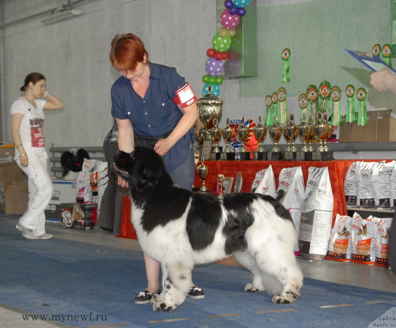 Фото: ньюфаундленд Искушение Моей Души (Iskushenie Moey Dushi)