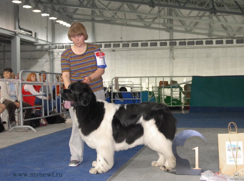 Фото: ньюфаундленд Супер Премиум Женева (Super Premium Zheneva)