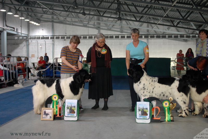 Фото: ньюфаундленд Супер Премиум Женева (Super Premium Zheneva), ньюфаундленд Сказочная Кроха Прелестная Блонди