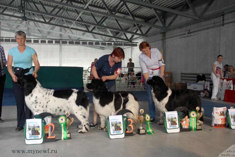 Фото: ньюфаундленд Сказочная Кроха Прелестная Блонди, ньюфаундленд Искушение Моей Души (Iskushenie Moey Dushi), ньюфаундленд Сент Джонс Гламур Леди (Sent Djons Glamour Lady)