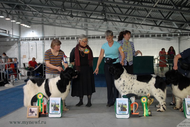 Фото: ньюфаундленд Супер Премиум Женева (Super Premium Zheneva), ньюфаундленд Сказочная Кроха Прелестная Блонди