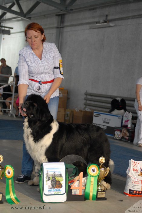 Фото: ньюфаундленд Сент Джонс Гламур Леди (Sent Djons Glamour Lady)