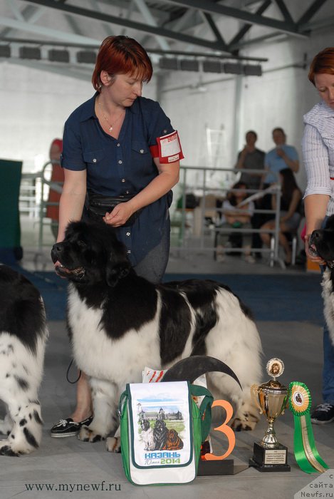 Фото: ньюфаундленд Искушение Моей Души (Iskushenie Moey Dushi)