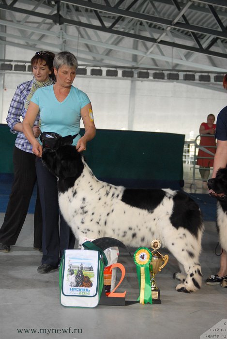 Фото: ньюфаундленд Сказочная Кроха Прелестная Блонди