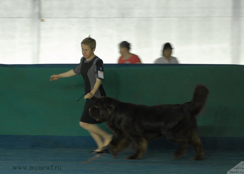 Фото: ньюфаундленд Чармер Денкам Бронз (Charmer Denkam Bronze)