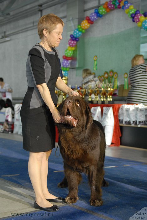 Фото: ньюфаундленд Чармер Денкам Бронз (Charmer Denkam Bronze)