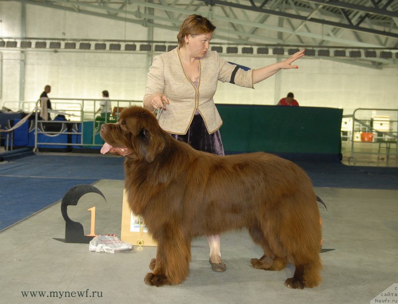 Фото: ньюфаундленд Акватория Келвин Райз Афтэ Ми (Aquatoriya Kelvin Rise After Me)