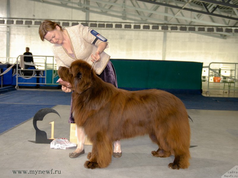 Фото: ньюфаундленд Акватория Келвин Райз Афтэ Ми (Aquatoriya Kelvin Rise After Me)