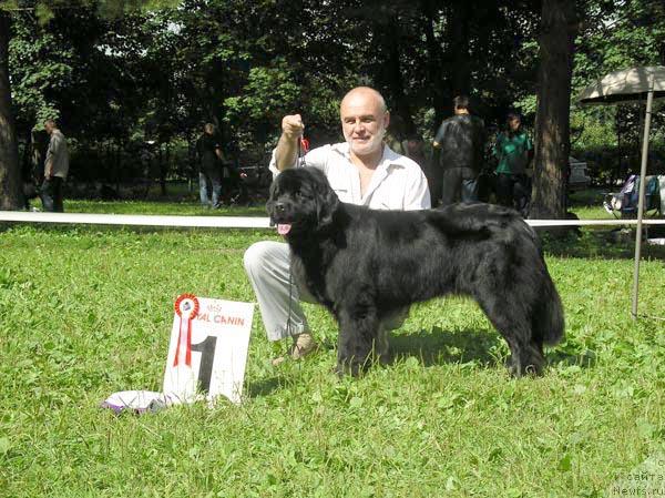 Фото: ньюфаундленд Вивьен Смигар Шоу Гелл